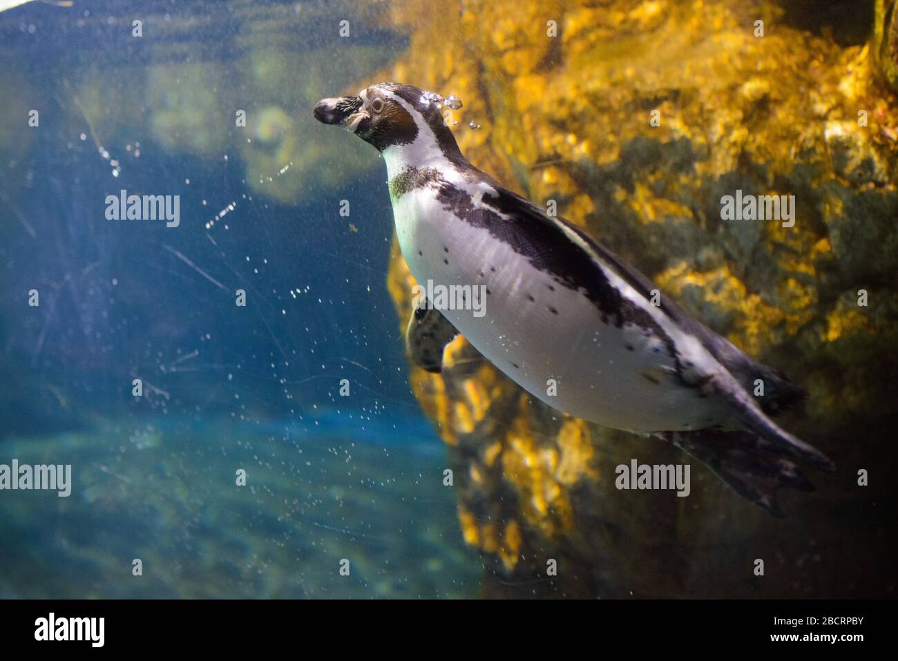 Innenbereich des Barcelona-Aquariums (L'Aquarium de Barcelona). Es ist das größte Aquarium im mediterranen Stil in Port Vell, das die enthält Stockfoto