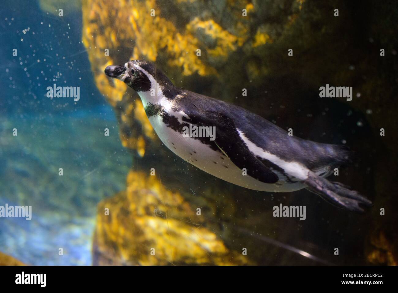 Innenbereich des Barcelona-Aquariums (L'Aquarium de Barcelona). Es ist das größte Aquarium im mediterranen Stil in Port Vell, das die enthält Stockfoto