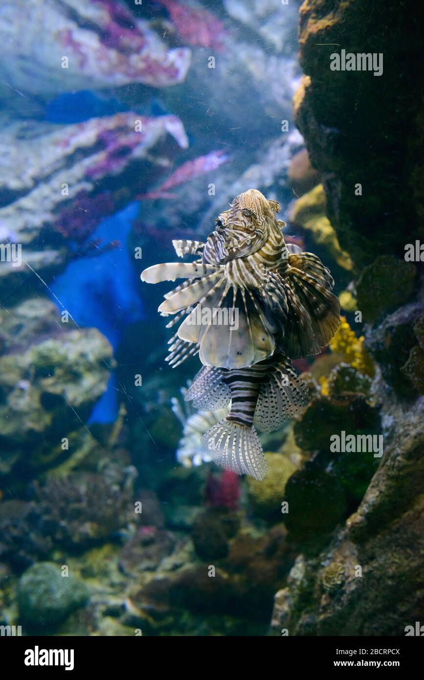 Innenbereich des Barcelona-Aquariums (L'Aquarium de Barcelona). Es ist das größte Aquarium im mediterranen Stil in Port Vell, das die enthält Stockfoto