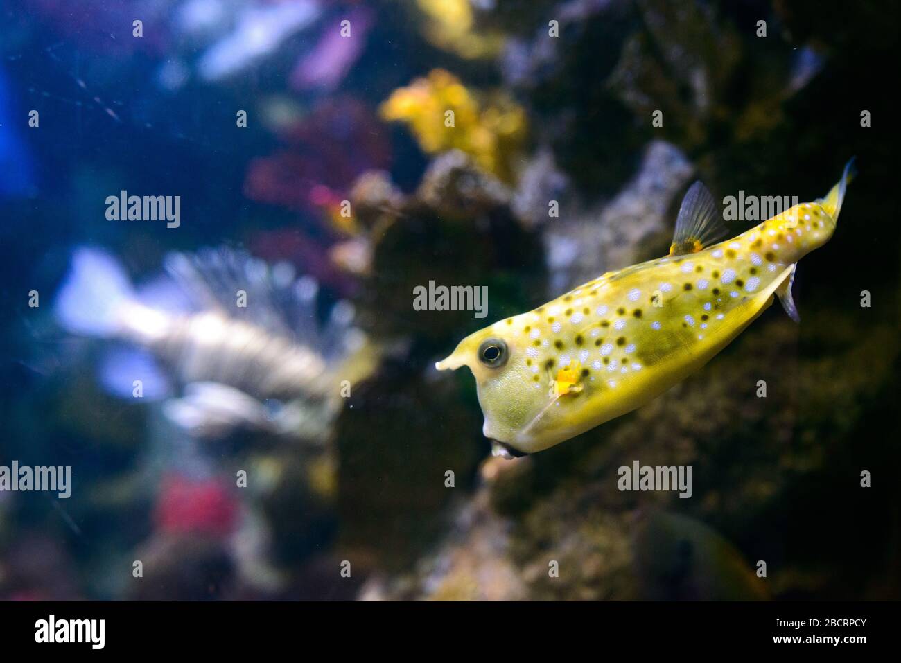 Innenbereich des Barcelona-Aquariums (L'Aquarium de Barcelona). Es ist das größte Aquarium im mediterranen Stil in Port Vell, das die enthält Stockfoto