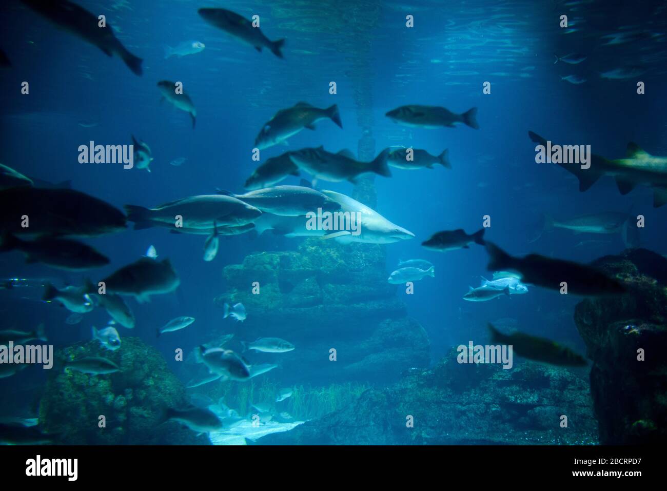Innenbereich des Barcelona-Aquariums (L'Aquarium de Barcelona). Es ist das größte Aquarium im mediterranen Stil in Port Vell, das die enthält Stockfoto