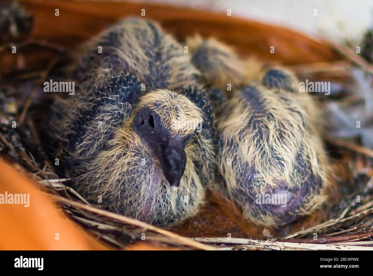 Jungtauben (Jungvögel) nisten, und warten darauf, gefüttert zu werden. Stockfoto