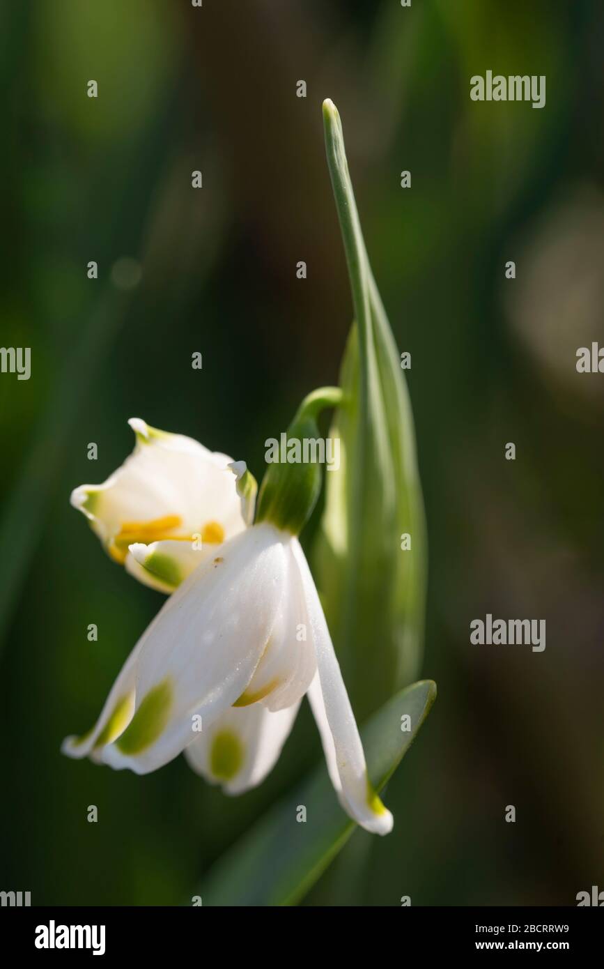 leucojum weiße Blüten aus nächster Nähe Stockfoto