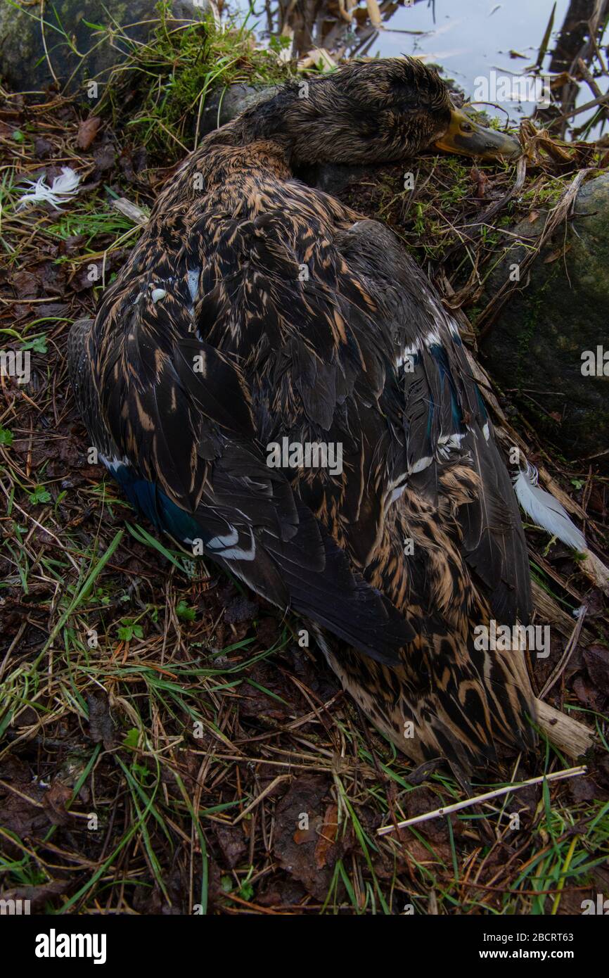 Eine tote weibliche Stockente, die von Männchen während der Paarung getötet wurde, Kildary, Ross-Shire, Schottland Stockfoto