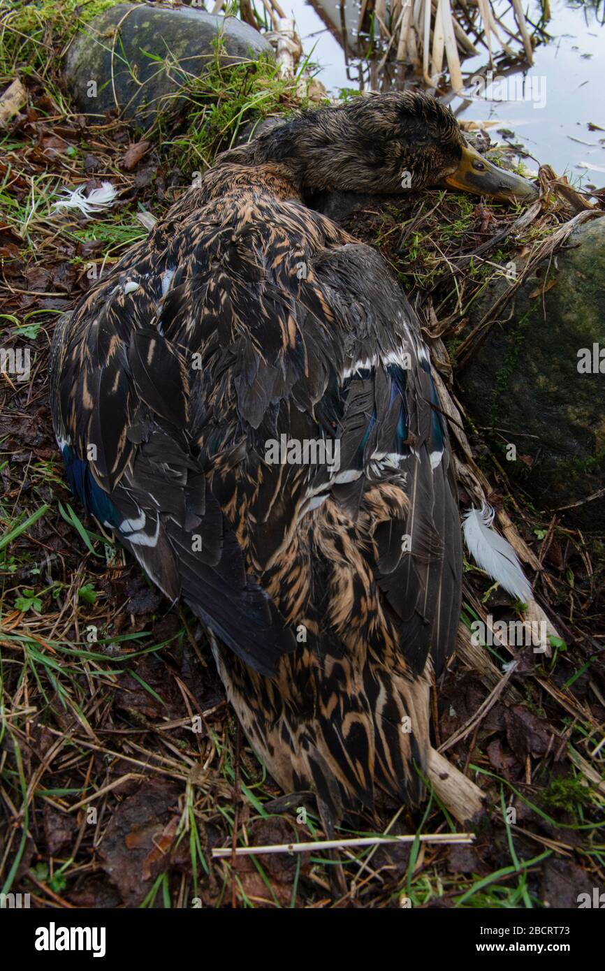 Eine tote weibliche Stockente, die von Männchen während der Paarung getötet wurde, Kildary, Ross-Shire, Schottland Stockfoto