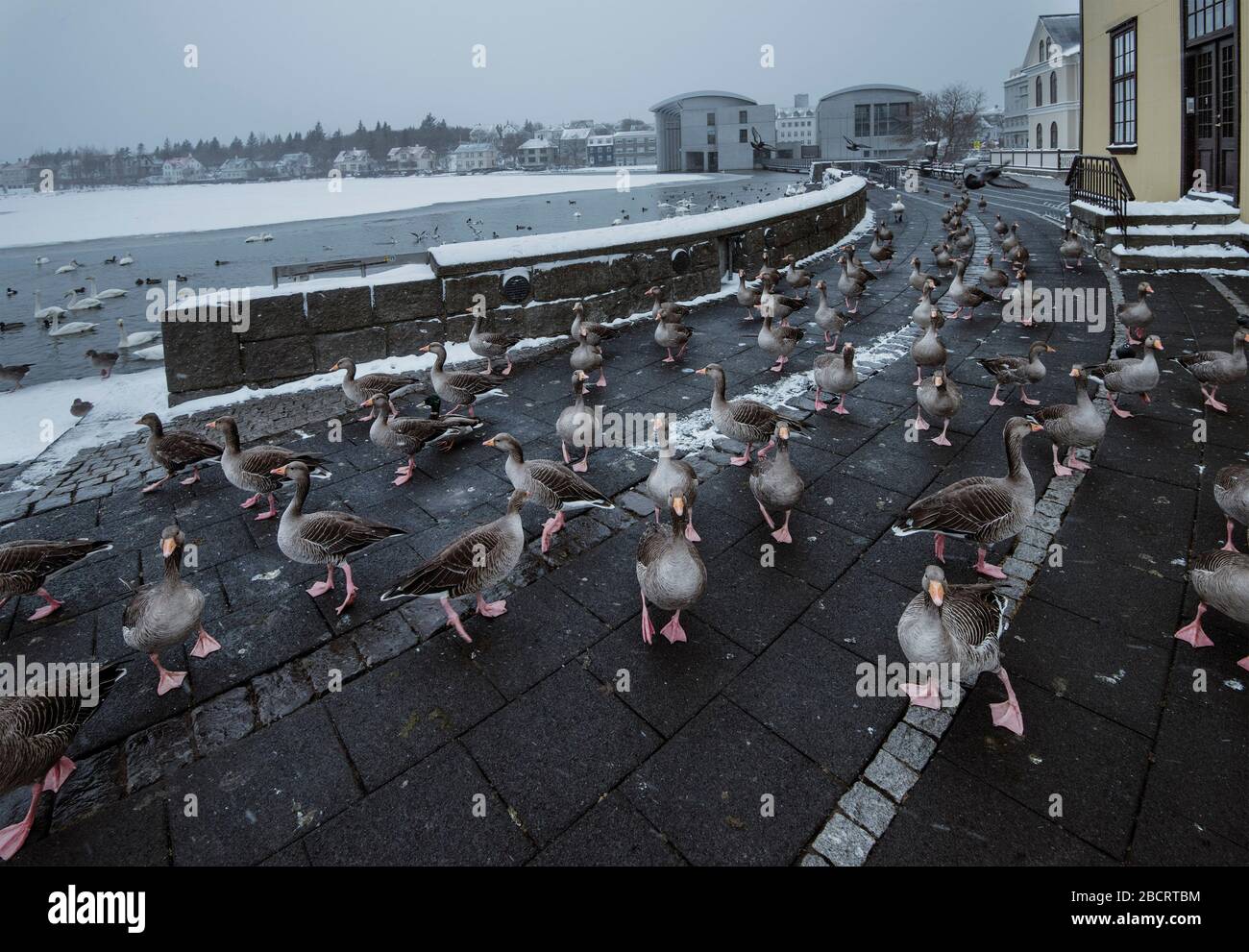 Reykjavik, Island. April 2020. Gänse durchstreifen einen leeren Gehweg an einem Teich im Stadtzentrum von Reykjavik, der normalerweise ein Hotspot für Touristen ist, aber heute mit der Pandemie COVID19 desertiert ist, die die normalerweise florierende Touristenindustrie des Landes dezimiert und Tausende von Menschen in Quarantäne und Sperrstelle schickt. Island hat 1486 bestätigte Fälle des Virus von einer Bevölkerung von ungefähr 360.000. Kredit: Stuart Maxwell/Alamy Live News Stockfoto