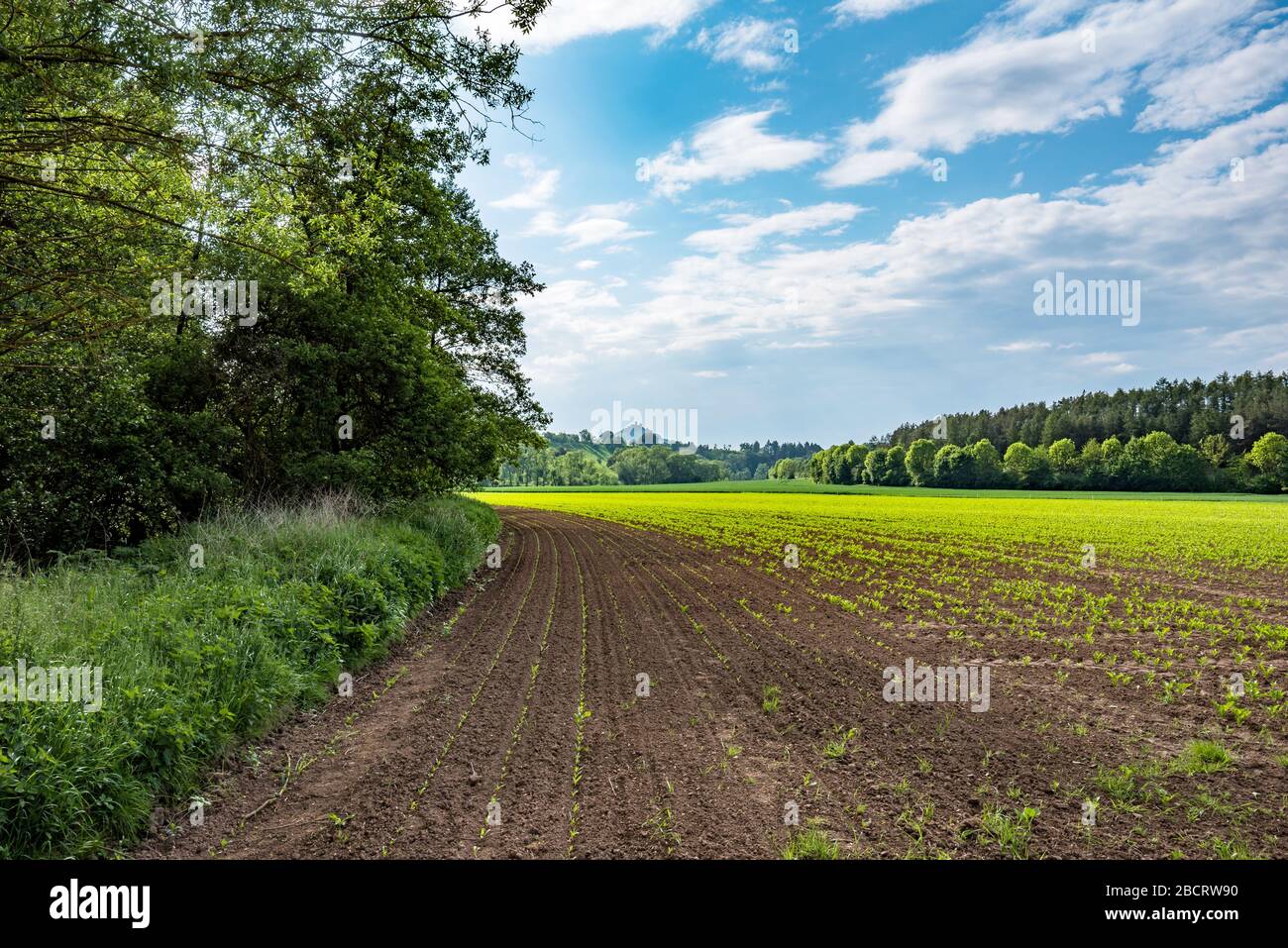 Ruinen der alten Räuberritterburg desenberg in warburg, deutschland Stockfoto