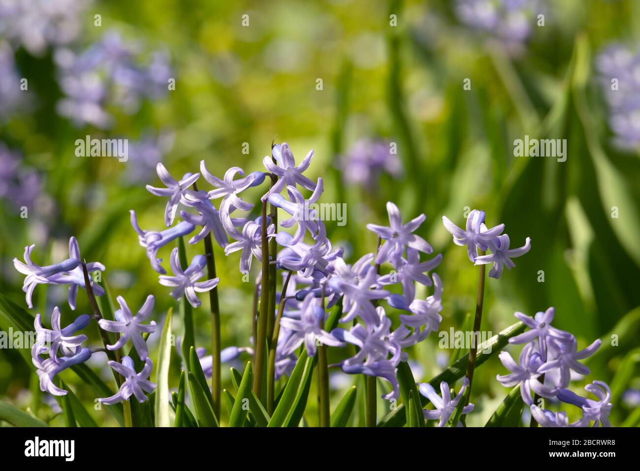 Frühlingsgarten mit violetten Hyazinthen Blüten. Stockfoto