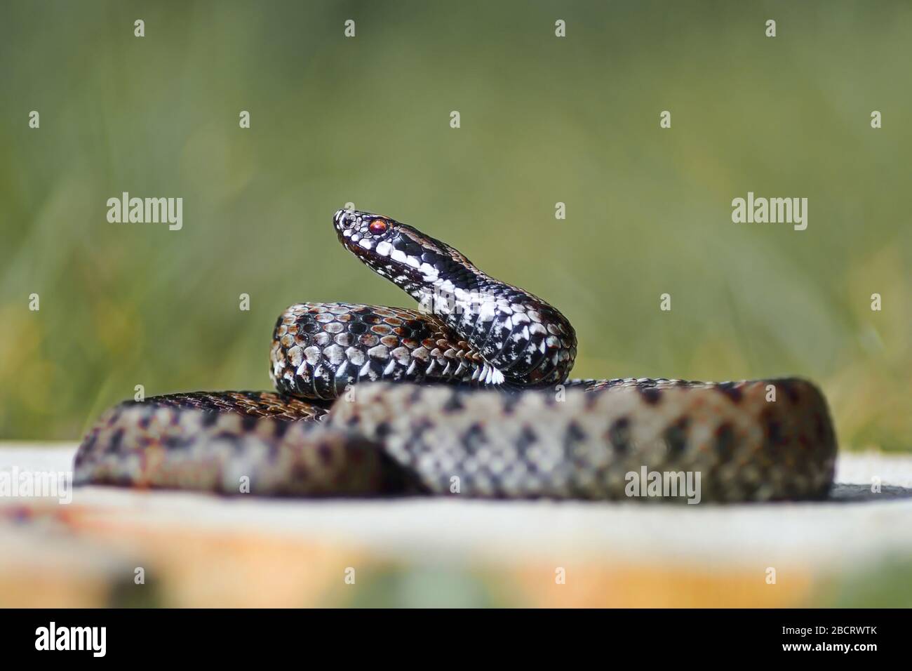 Gemeinsamer europäischer Kreuzadder bereit zum Streik (.Vipera berus ) Stockfoto