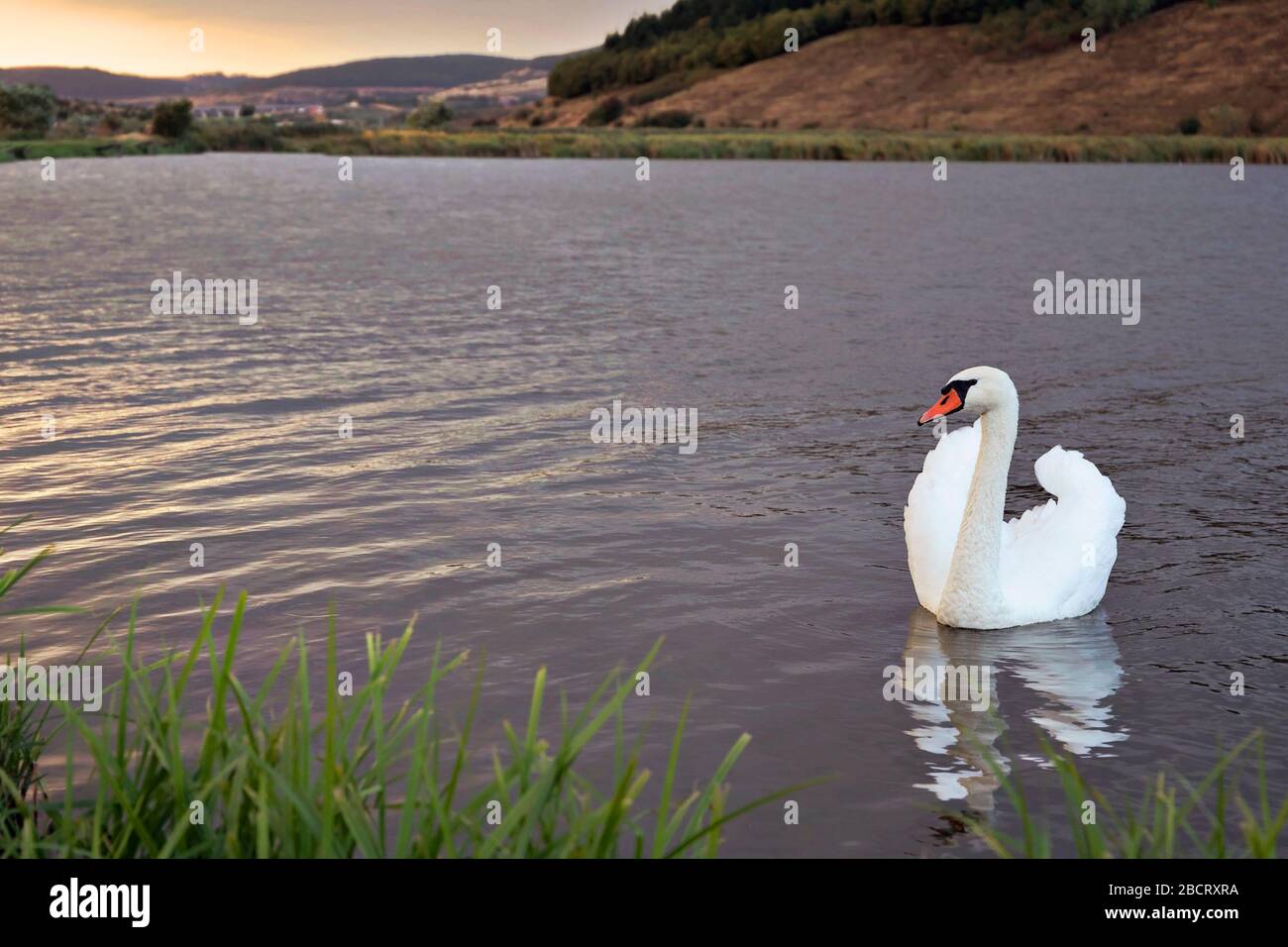 Mute Swan ( Cygnus olor) bei schönem Sonnenuntergang Stockfoto