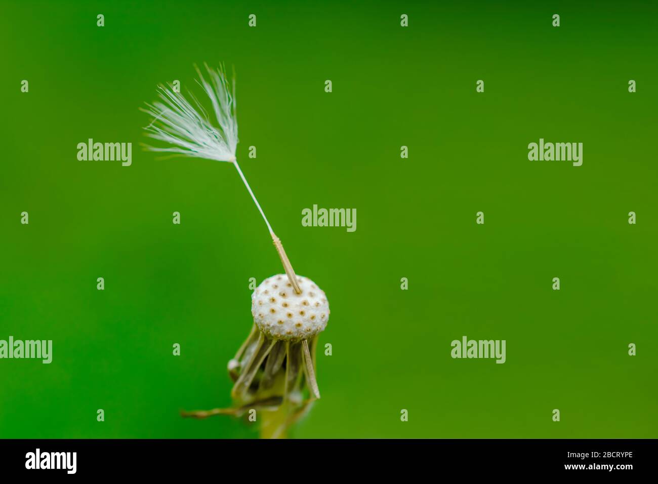 Löwenzahn fetter Kopf ohne Samen mit nur einem Samen im grünen Feldhintergrund Stockfoto