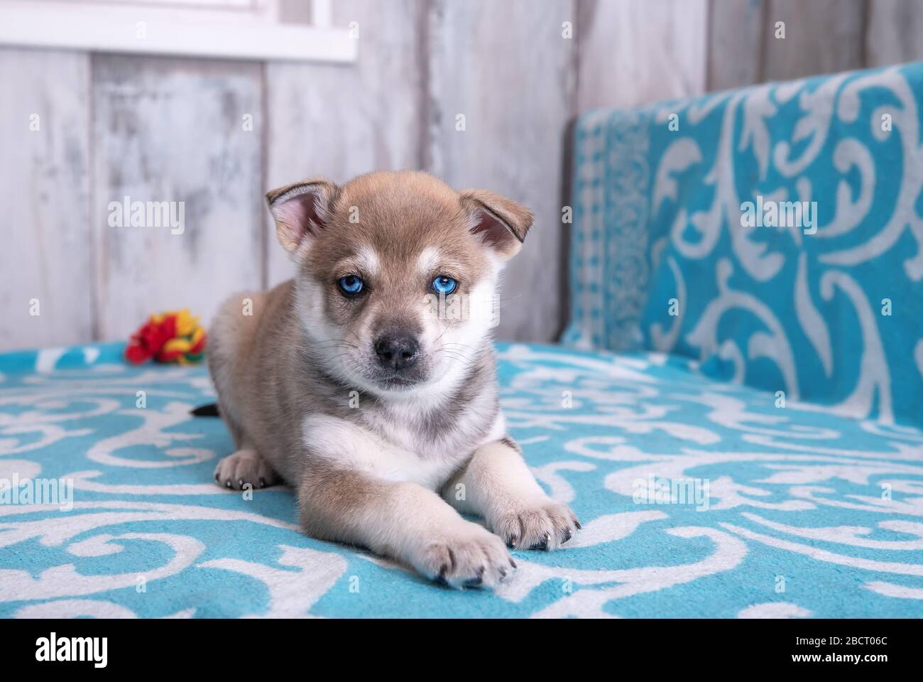 Husky Blauäugige Welpe Monate alt, mit einem Seilspielzeug auf einer blauen Decke liegend Stockfoto