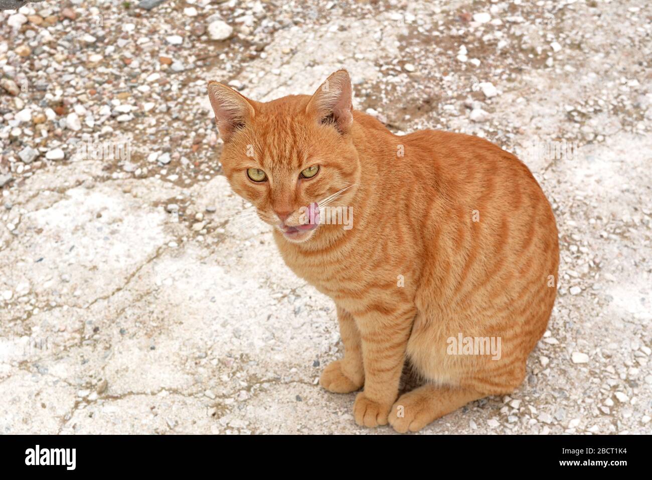 Shaby street Rot heimatlose Katze auf dem Hof des Klosters Stockfoto