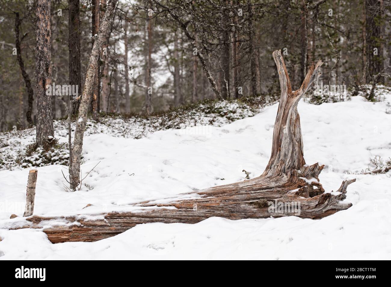 Große Treibholz-Baumschnäppe, die in einem weißen Schnee im Wald liegt Stockfoto