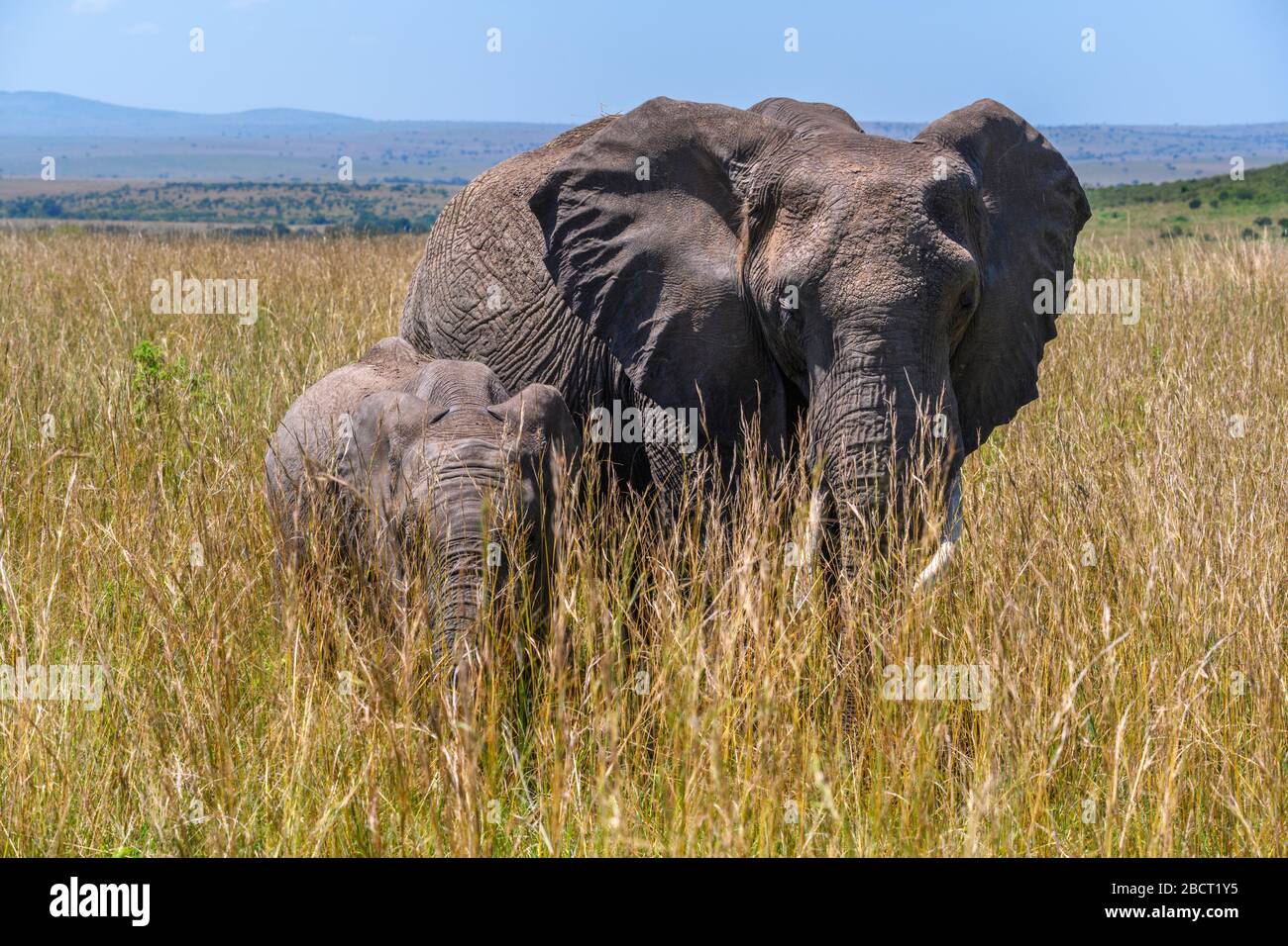 Afrikanischer Busch-Elefant (Loxodonta africana). Ein afrikanischer Elefant mit Kalb im Langgras, Masai Mara National Reserve, Kenia, Ostafrika Stockfoto