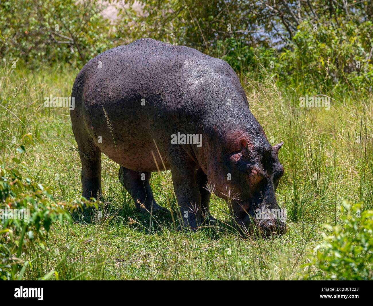 Gewöhnlicher Hippopotamus (Hippopotamus amphibius). Flusspferd am Mara-Fluss, Mara-Dreieck, Masai Mara National Reserve, Kenia, Ostafrika Stockfoto