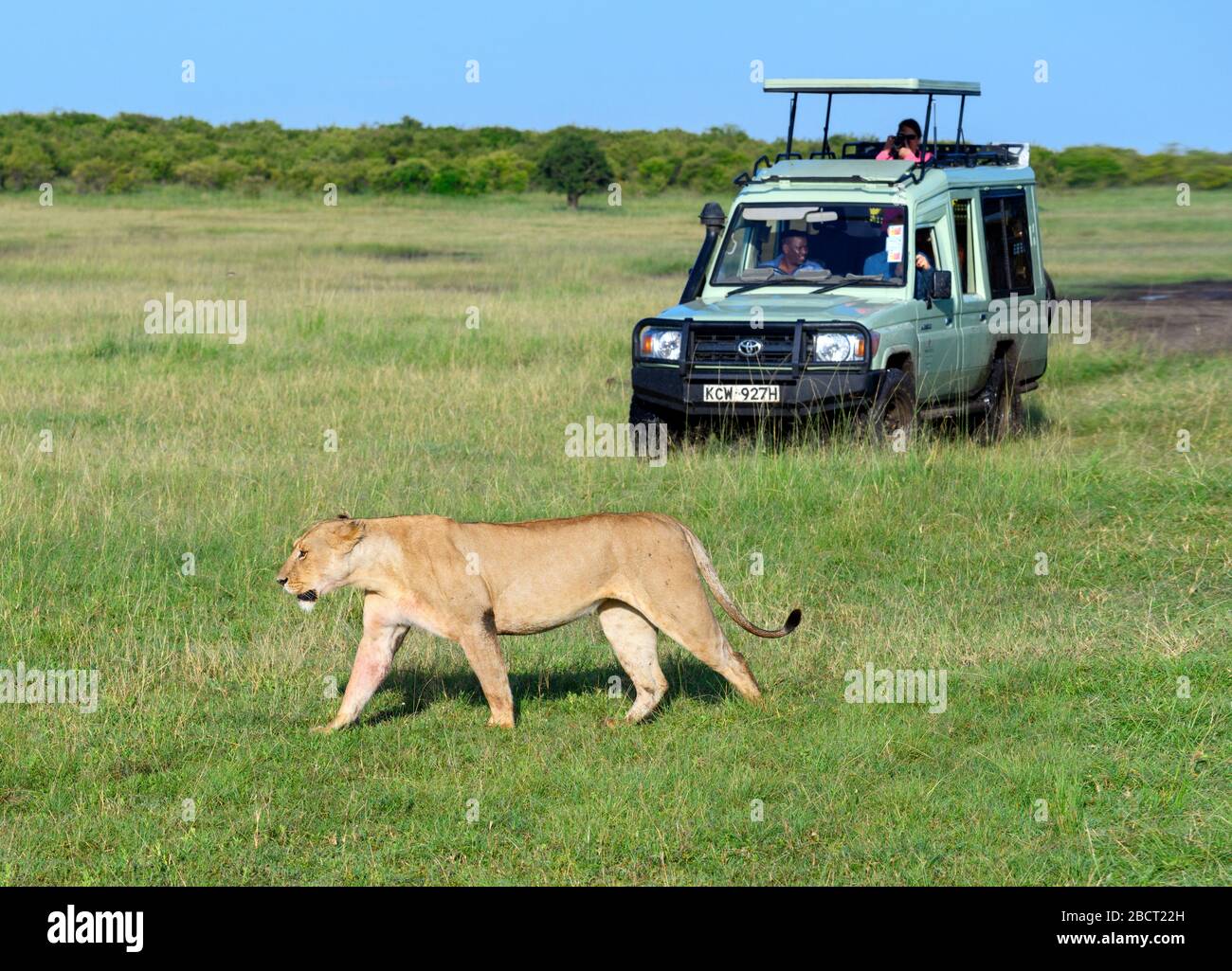 Lion (Panthera leo). Lioness Walking vor Touristen in einem Safari-Fahrzeug, Masai Mara National Reserve, Kenia, Afrika Stockfoto