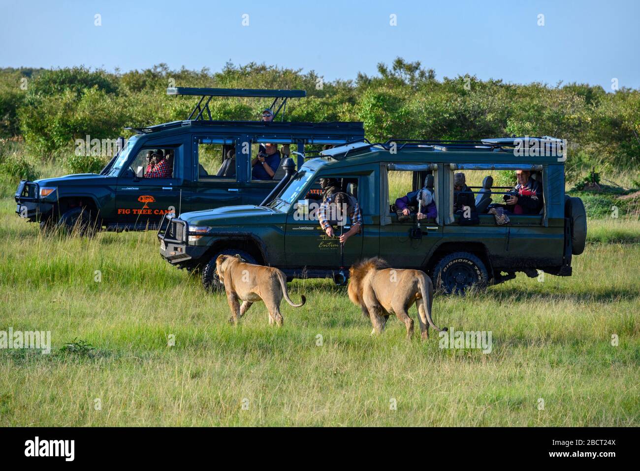 Lion (Panthera leo). Lion und Löwin, die vor Touristen in Safarifahrzeugen spazieren, Masai Mara National Reserve, Kenia, Afrika Stockfoto