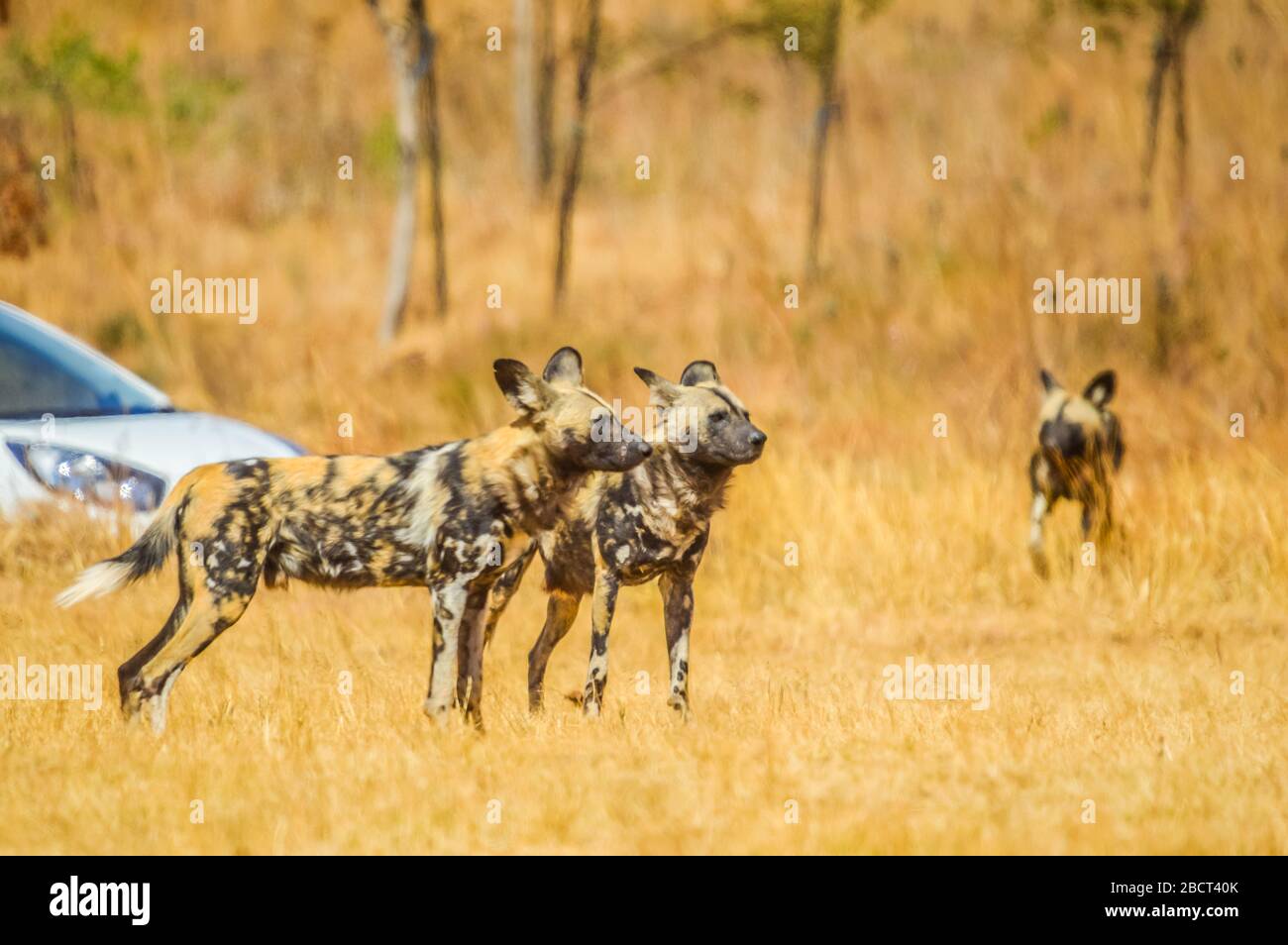 Porträt eines afrikanischen wilden gemalten Hundes oder Lycaon Pictus während einer Safari in einem Naturreservat in Südafrika Stockfoto