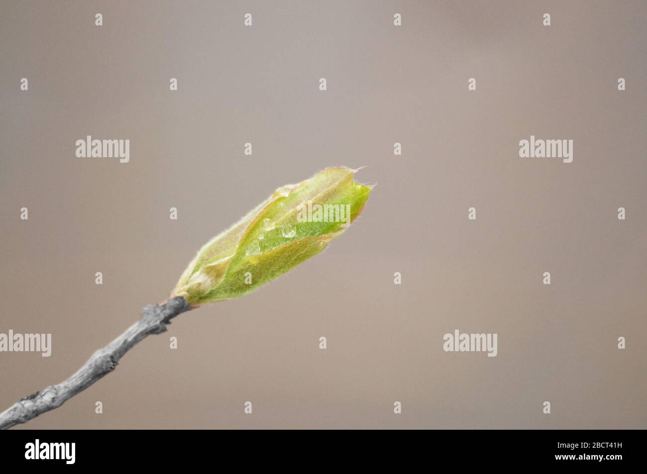 Wassertropfen auf Blatt Stockfoto