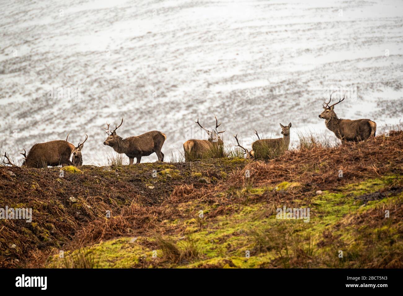 Schottische Rothirsche auf der verschneiten Umgebung, Highlands, Schottland Stockfoto