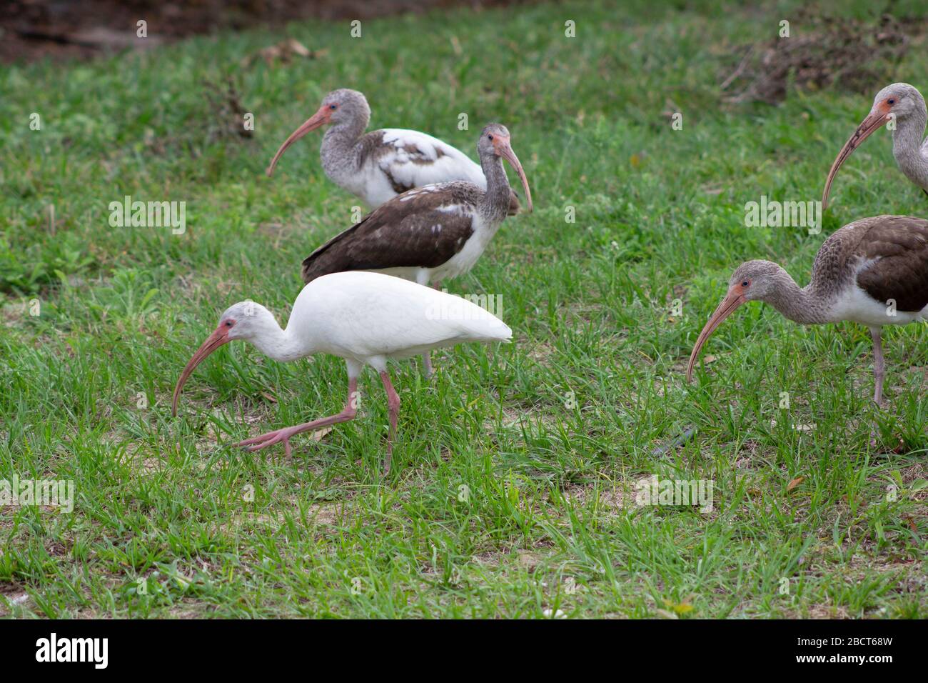 Weiße und braune Reiher in florida auf der Suche nach Nahrung auf dem Gras Stockfoto
