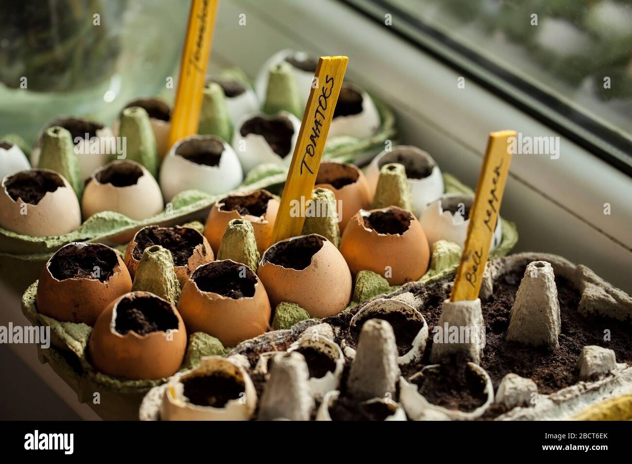 Tomaten- und Paprikaschoten keimten in den Papiereierkästen und Eierschalen am Fensterschweller zu Hause Stockfoto