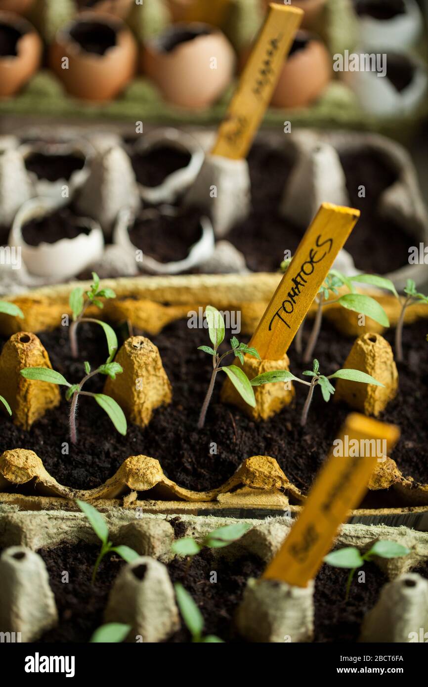 Tomaten- und Paprikaschoten keimten in den Papiereierkästen und Eierschalen am Fensterschweller zu Hause Stockfoto