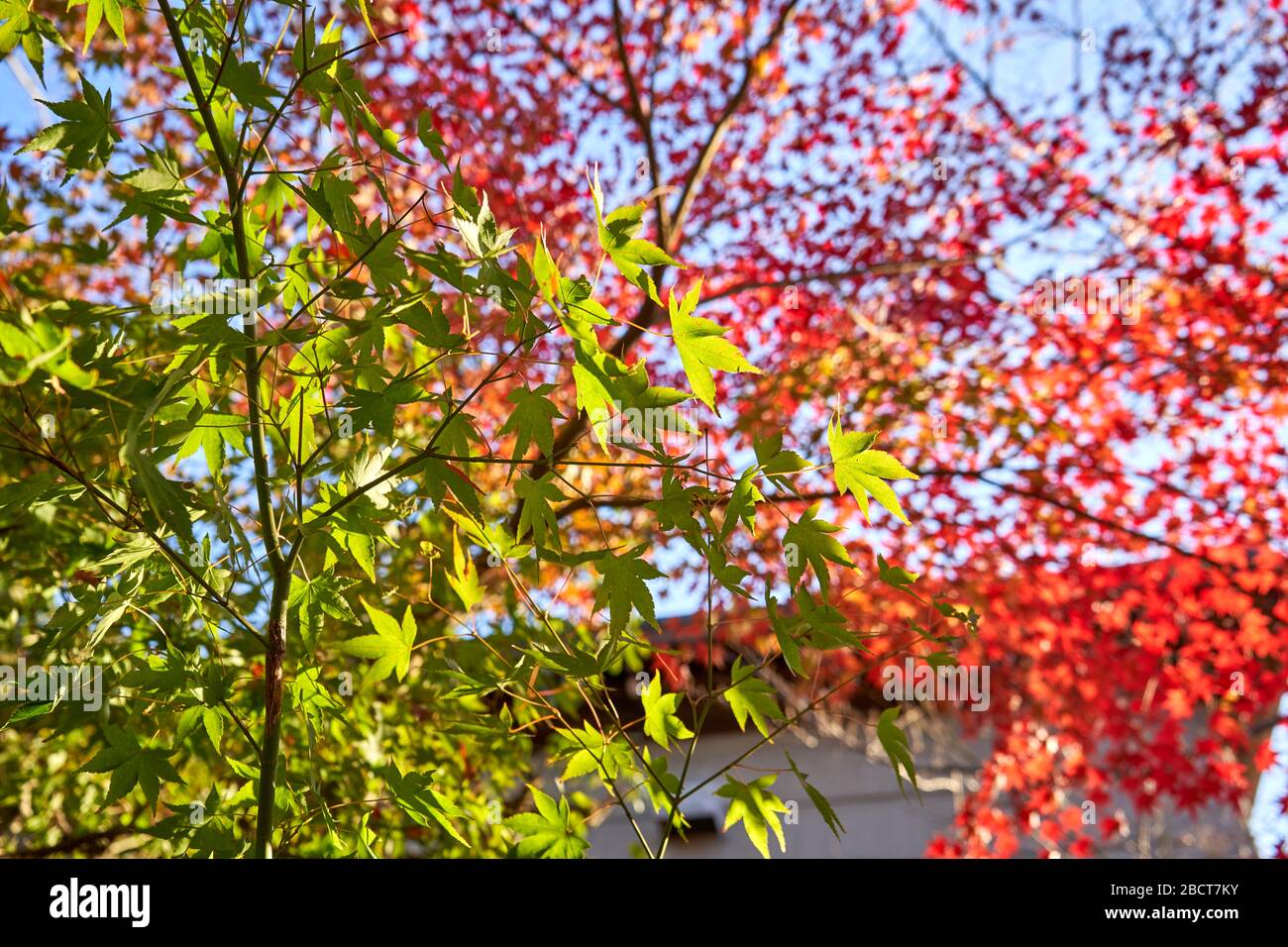 Grüne und rote Blätter an einem sonnigen Tag Stockfoto