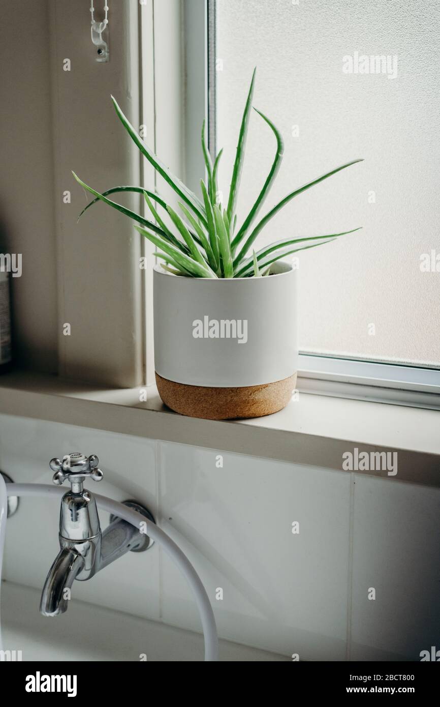 Aloe Vera Pflanzen im Badezimmer. Hintergrund mit freiem Speicherplatz  Stockfotografie - Alamy