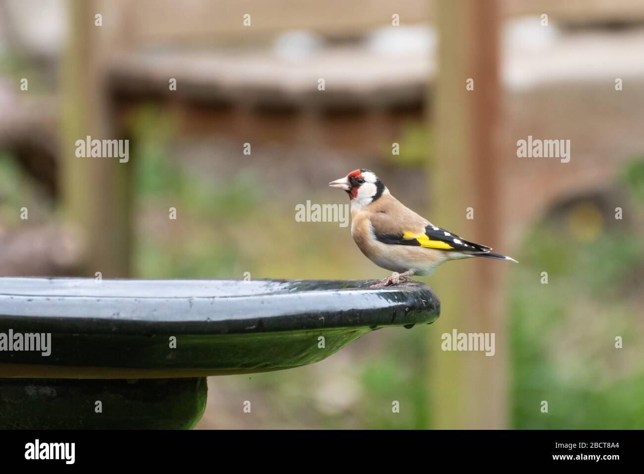 Goldfinch (Carduelis carduelis), ein bunter Gartenvogel, der auf einem Vogelbad, Großbritannien, thront Stockfoto