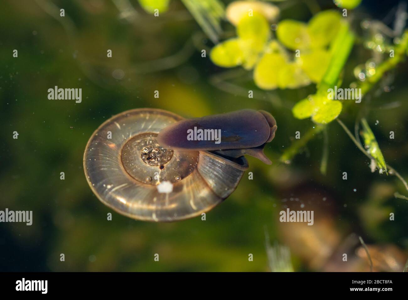 Ramshorn-Schnecke (Planorbis corneus) in einem Gartenteich, aquatische britische Tierwelt Stockfoto
