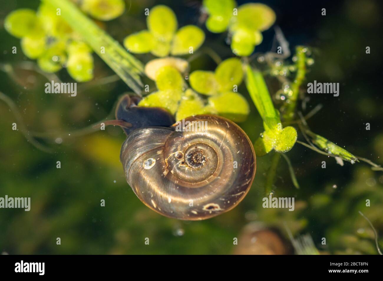 Schnecken garten Fotos und Bildmaterial in hoher Auflösung Alamy