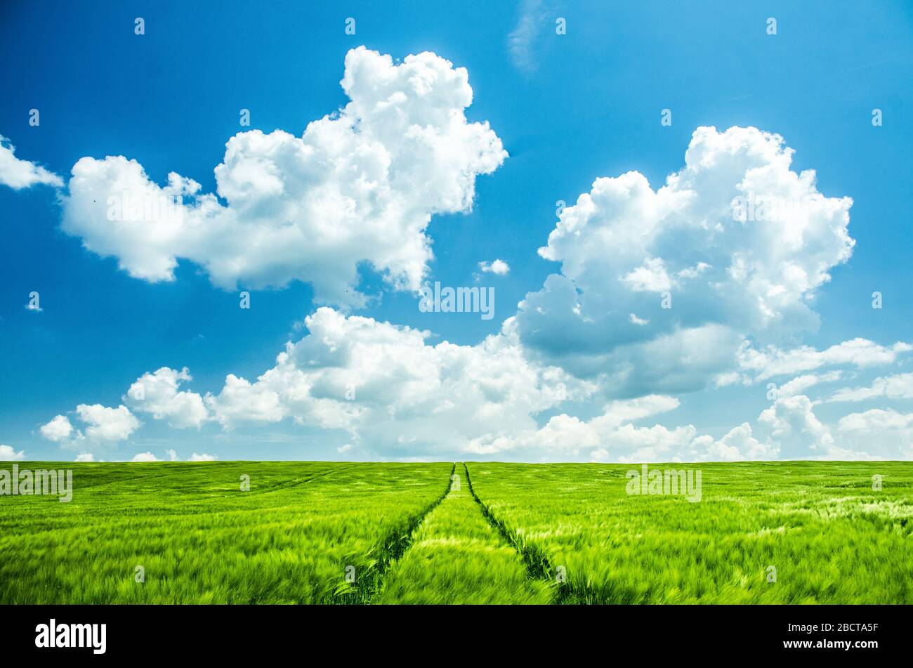 Frühlings-Grün-Agrarfeld unter klarem, blau bewölktem Himmel - Tapete oder Hintergrundfoto Stockfoto