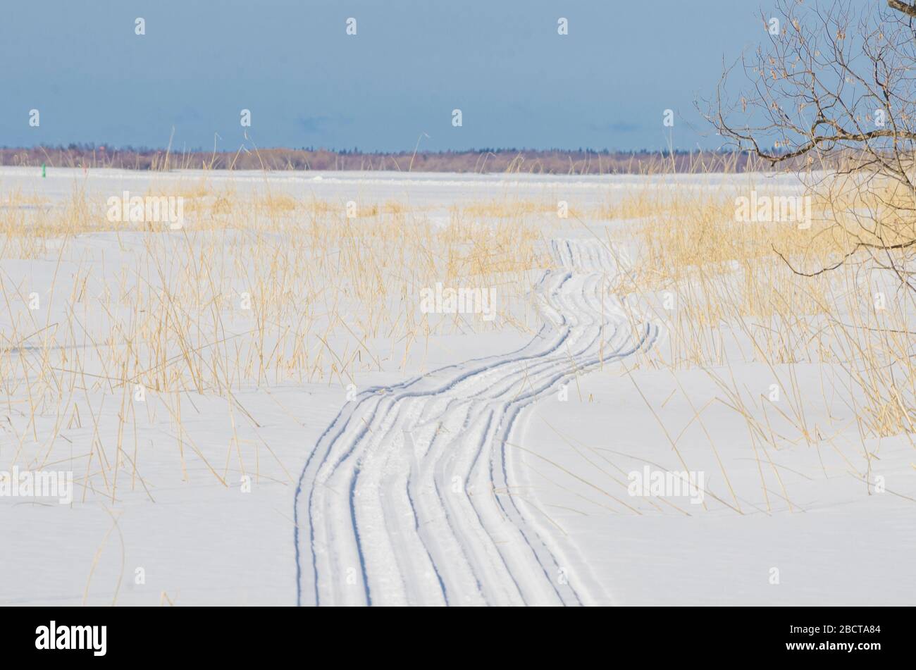Schneemobil-Trail unter gelbem Gras. Winterpfad Stockfoto