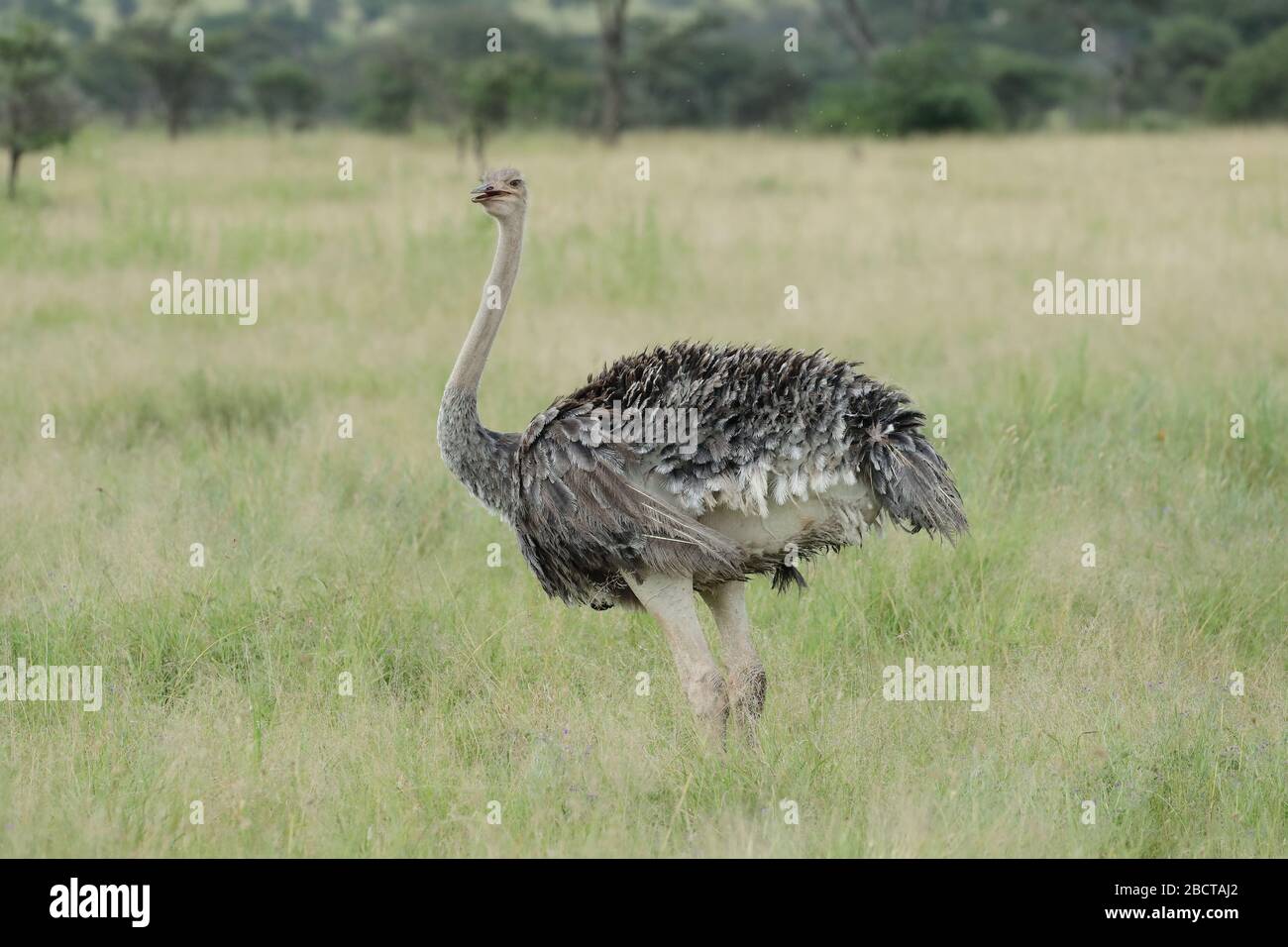 Der Strauß oder einfach Strauß, ist eine Art von großen fluglosen Vogel in bestimmten großen Gebieten Afrikas. Stockfoto