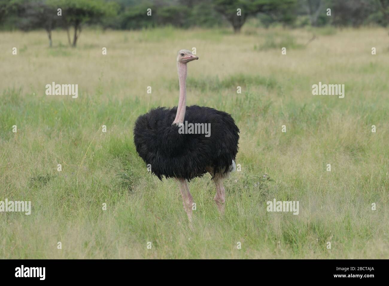 Der Strauß oder einfach Strauß, ist eine Art von großen fluglosen Vogel in bestimmten großen Gebieten Afrikas. Stockfoto