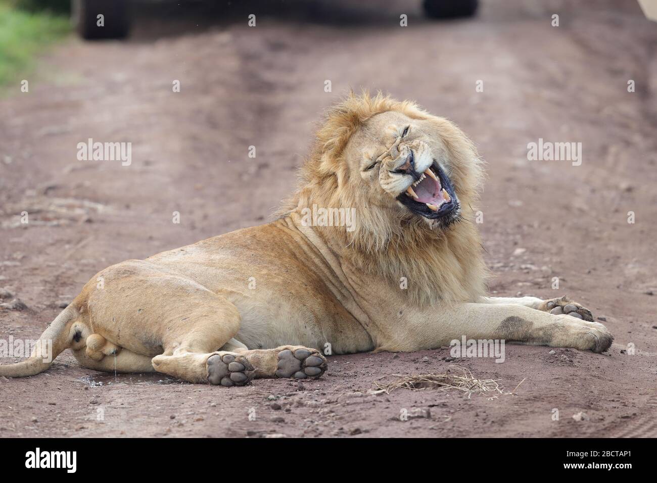 Afrikanische Löwenarten: Löwen sind die geselligsten aller Großkatzen. Sie leben in Gruppen, die Prides genannt werden. Stockfoto