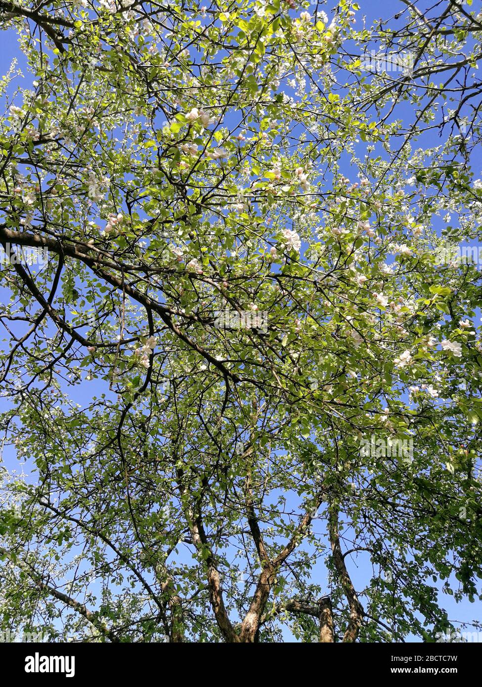 Natur Abstraktion der Gartenarbeit. Die Blüte der Apfelbäume verzweigt sich vor blauem Himmel Stockfoto