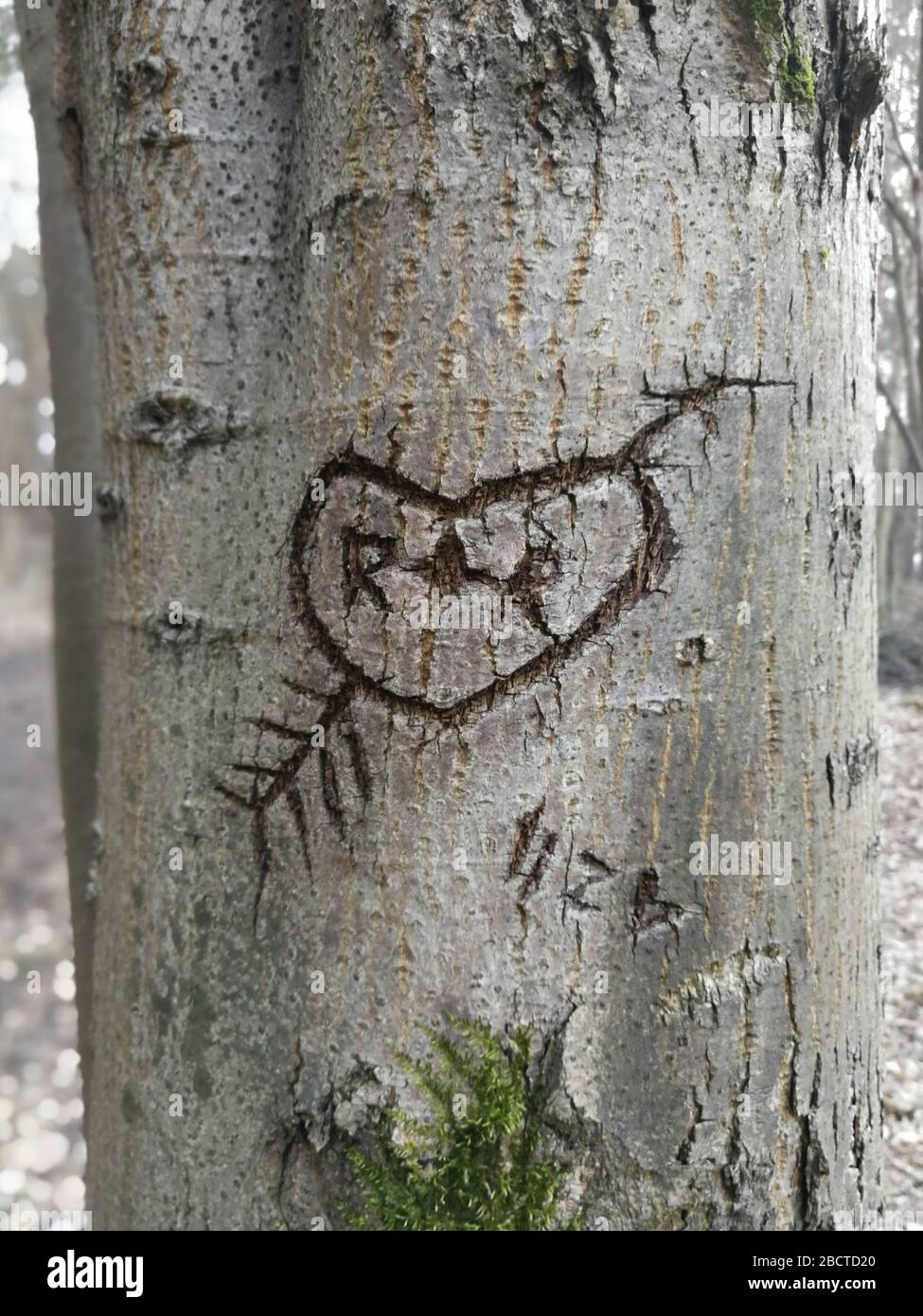 Herzform mit Pfeil, der vor langer Zeit in die Baumrinde eingraviert wurde Stockfoto