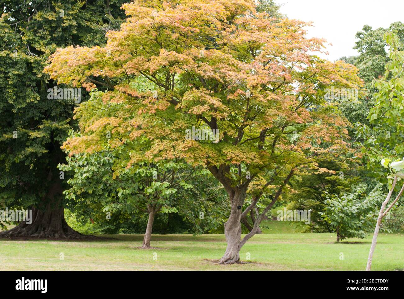 Herbst Herbst Herbst Acer palmatum Momiji in Kew Royal Botanic Gardens, Ardingly, Haywards Heath, Sussex, RH17 6TN Stockfoto