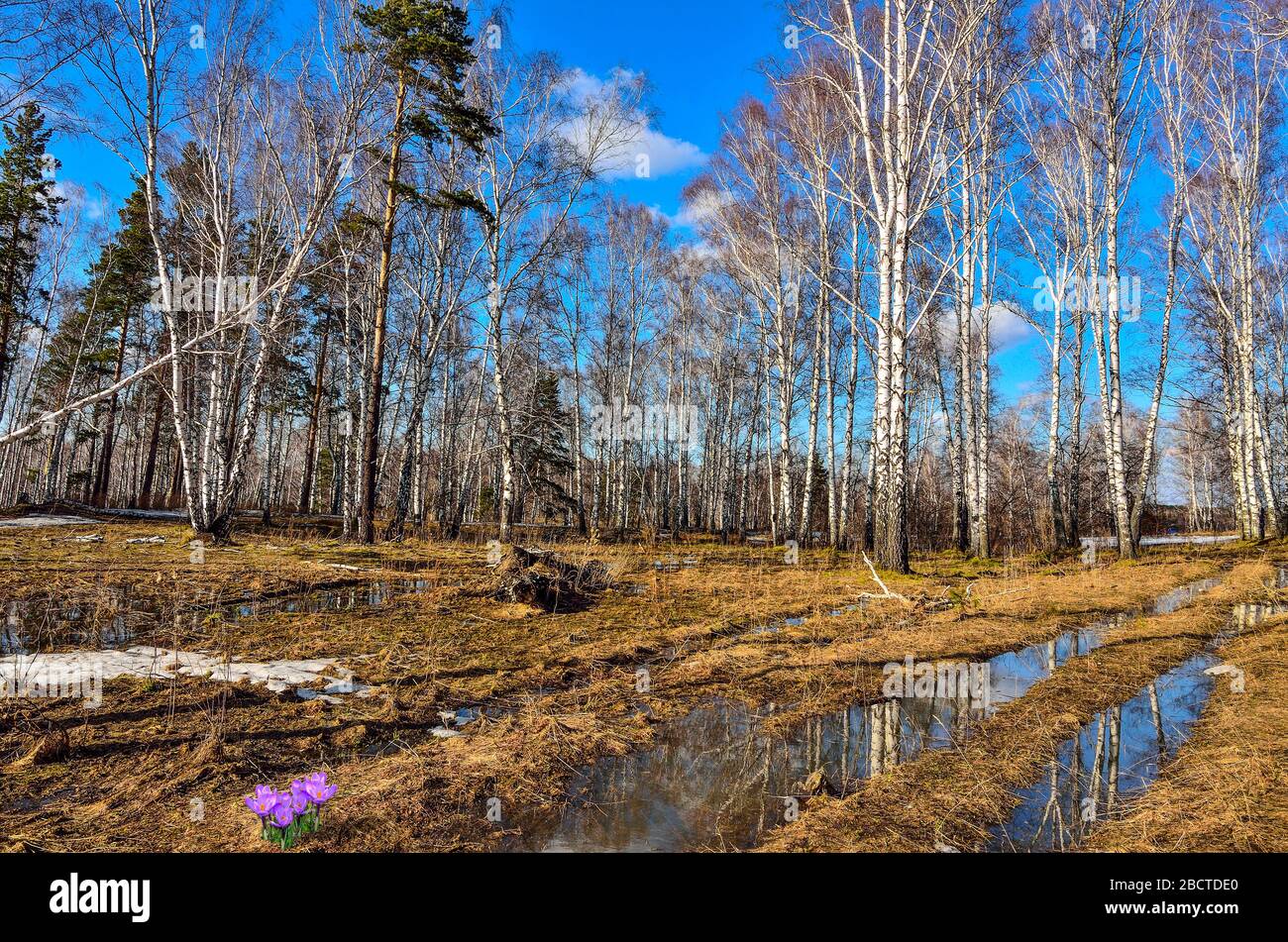 Frühe Frühlingslandschaft im weißen Birkenwald mit Flecken schmelzenden Schnees, Pfütze auf gelbem Trockenrasen und ersten violetten Krokusblüten auf Glade at Stockfoto