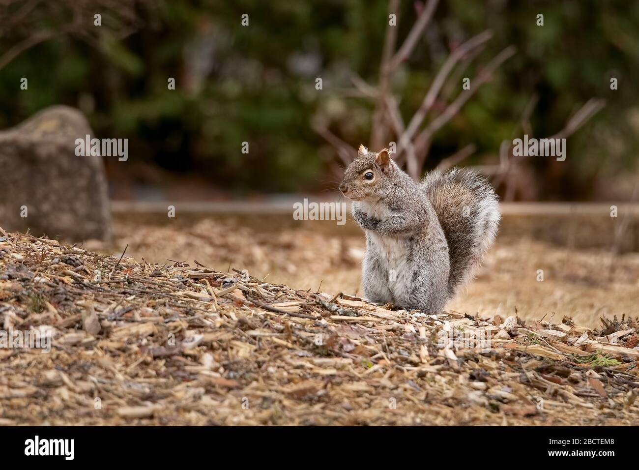 Nettes Eichhörnchen auf der Suche nach Nahrung in meinem Hinterhof Stockfoto