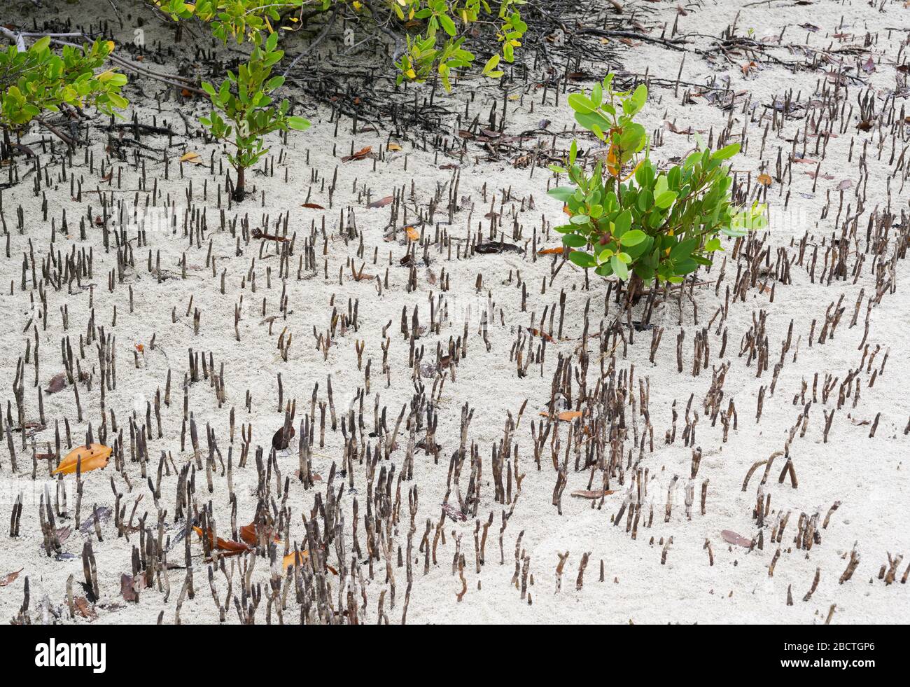 Pneumatophoren lüften Wurzeln von schwarzen Mangrovenbäumen Avicennia Germinans Santa Cruz Island Galapagos Stockfoto