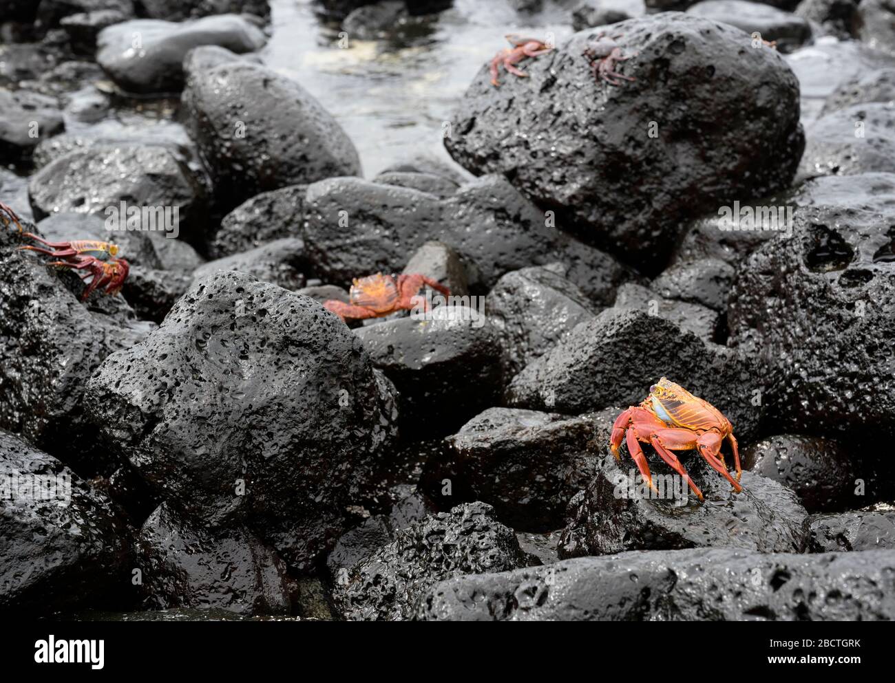 Sally Lightfoot Krabben Grapsus Grapsus Galapagos Inseln, Santa Cruz Stockfoto