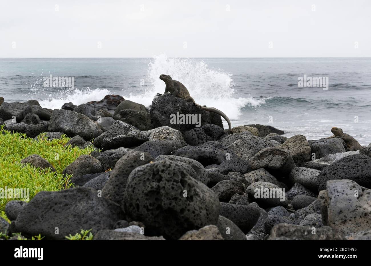 Marine Iguana Galapagos Inseln, Santa Cruz Island, mit Wellen, die auf Felsen abstürzen Stockfoto