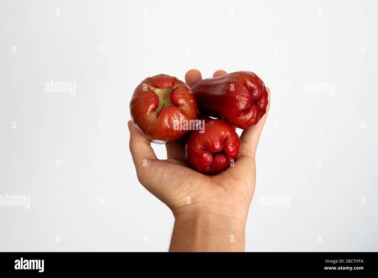 Weibliche Hand, die einen drei reifen asiatischen wasserapfel auf weißem Grund hält. Stockfoto