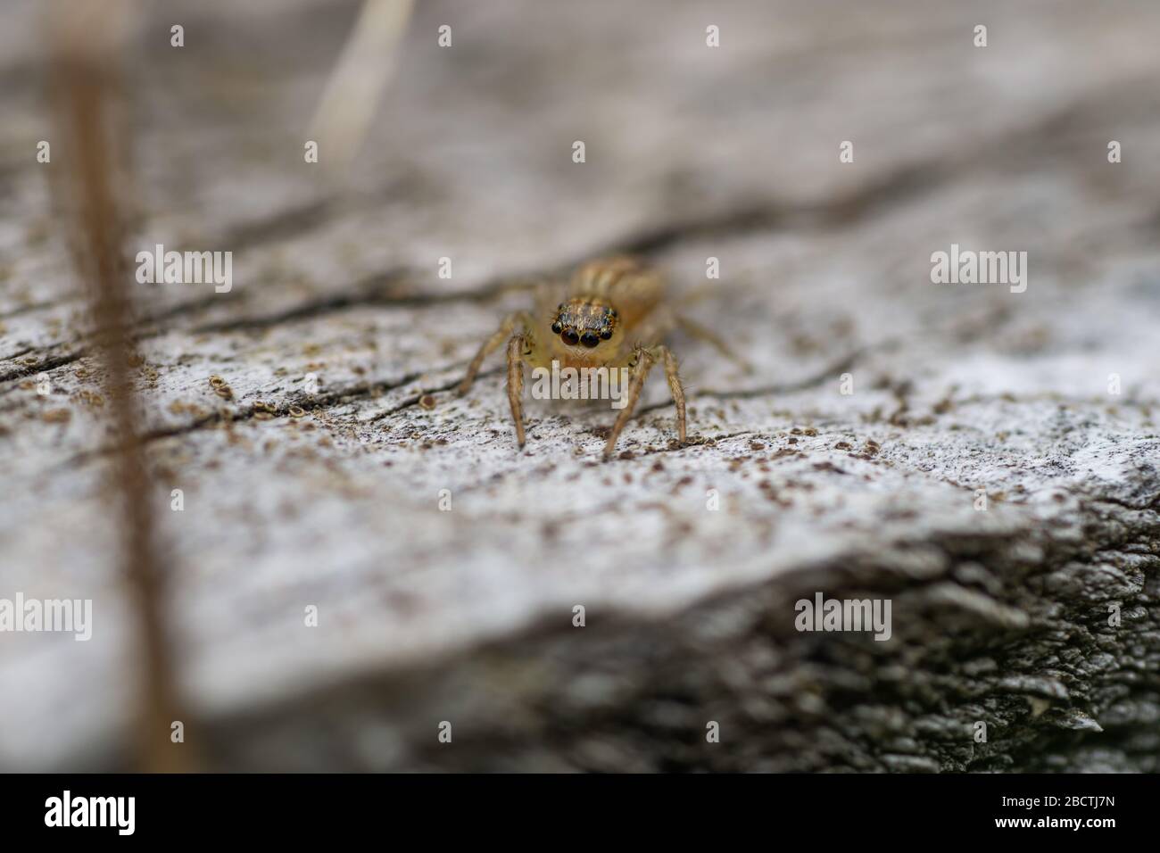 Dimorphic Jumping Spider im Springreiten Stockfoto