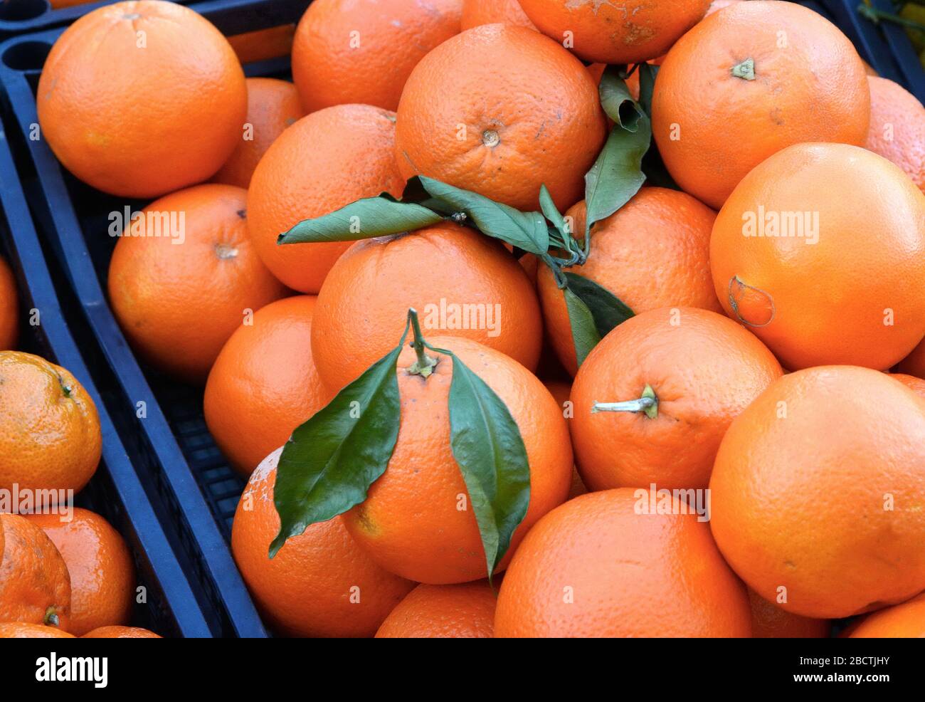 Bündel frische Mandarinen Orangen auf dem Markt Stockfoto