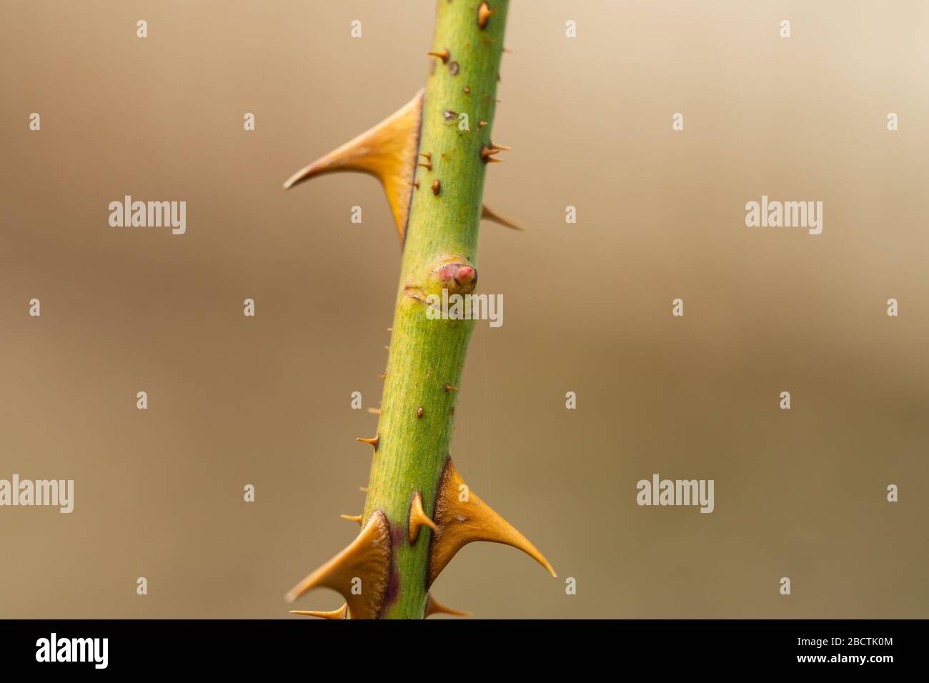 Rosenblatt Bud und Dornen im Springtime Stockfoto